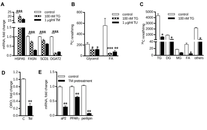 Figure 10: Acute ERS lowers lipogenesis in human adipocytes and adipogenesis of preadipocytes