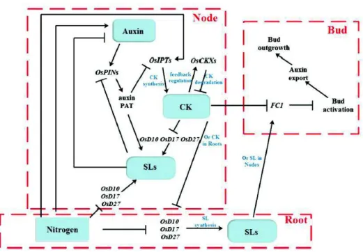 Figure 8. Modèle explicatif de l’interaction entre la disponibilité en azote et l’auxine, les cytokinines et les  strigolactones pour le contrôle de la ramification chez le riz (d’après Xu et al