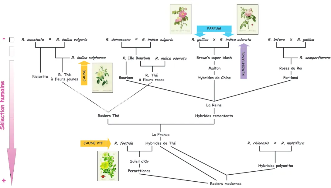 Figure  9.  Histoire de la sélection du rosier (Gallais et al. 1992)