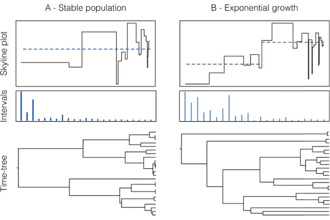 Figure  10  |  Coalescence  and  population  size.  Reconstructionofthepastpopulationsizeoftwosimulated populationsaftertheoriginalSkylinePlotmodel(Pybus etal