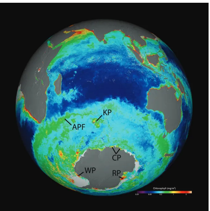 Figure  3  |  Primary  productivity  concentration  on  the  Antarctic  Polar  Front.  Surface  chlorophyll  concentration,  21  dec