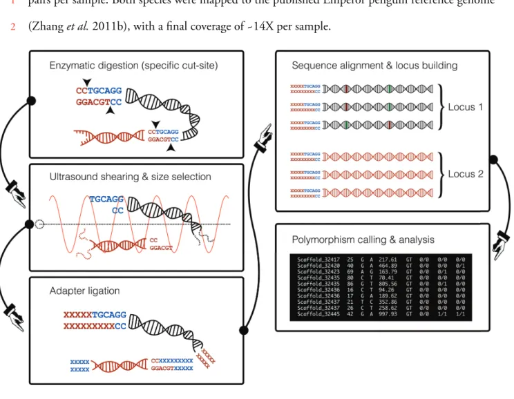 Figure 8 |  Th e RAD sequencing approach.  See details of the protocol in §29 p. 85.