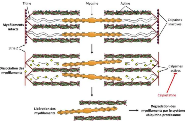 Figure  27 :  Illustration  de  la  libération  des  myofilaments  induite  par  les  calpaïnes  en  conditions  d’atrophie.   Les myofilaments sont ensuite adressés au système ubiquitine‐protéasome pour être dégradés.                   