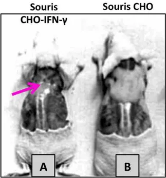 Figure  18 :  Souris  nude  inoculées  avec  des  cellules  CHO  surexprimant  le  gène  murin  de  l’IFN‐γ  humain (A) ou avec des cellules CHO seules (B).  