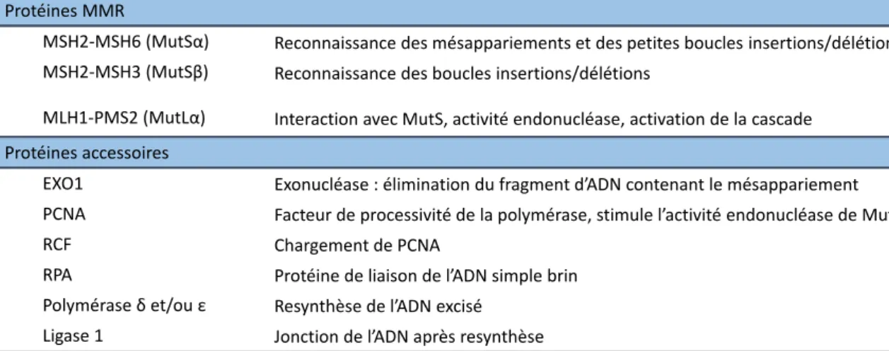 TABLE 1 | Les protéines du système MisMatch Repair et les protéines accessoires impliquées dans la  réparation des mésappariements chez l’Homme 