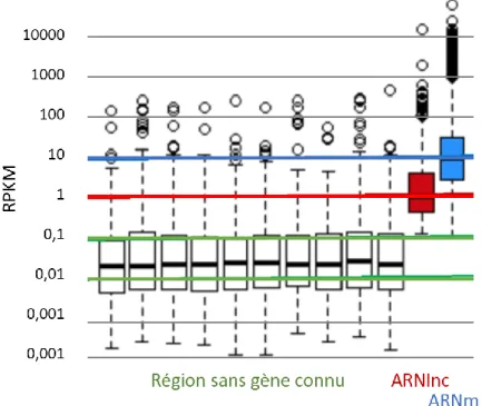Figure 8 – Expression des ARNlnc et des ARNm vs. de 10 régions sans gène connu. RPKM :  Lectures normalisées d’un échantillon exprimées par kilobases et par million de lectures dans  l’échantillon