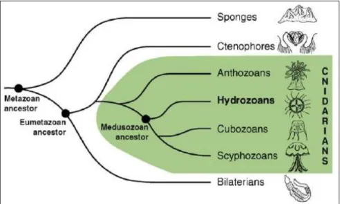 Fig. 1.4 The position of hydrozoans, such as Millepora, in the animal tree of life from Houliston et al