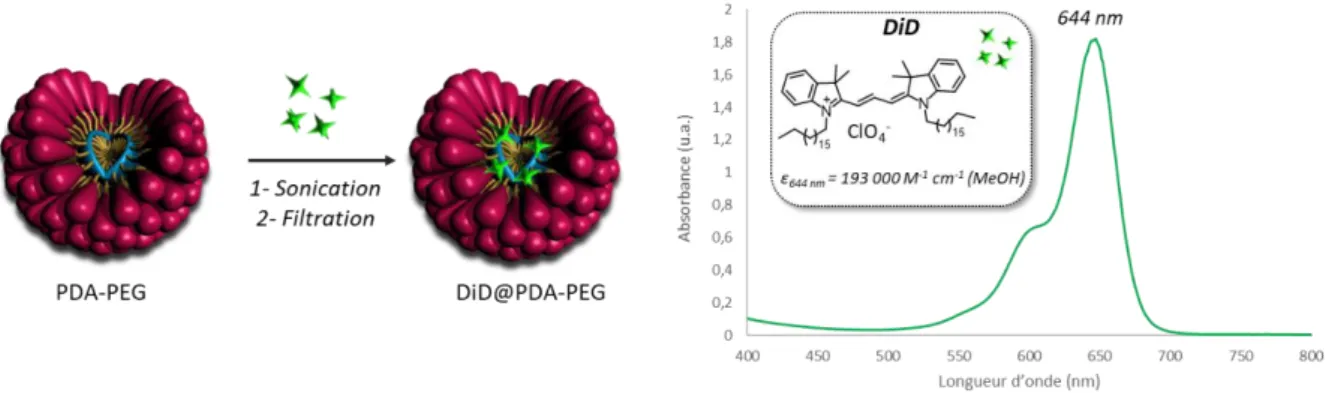 Figure 43 : Profil pharmacocinétique de micelles PDA-PEG chargées en DiD. 