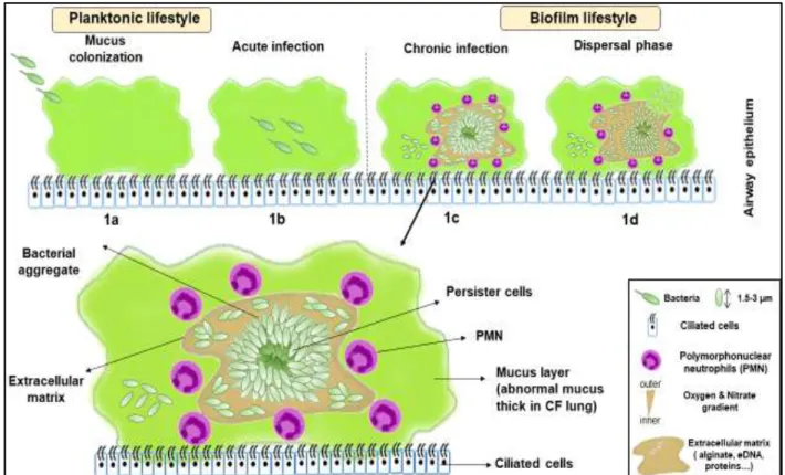 Figure 1. Schematic representation of different steps of formation of mucus dispersed biofilms