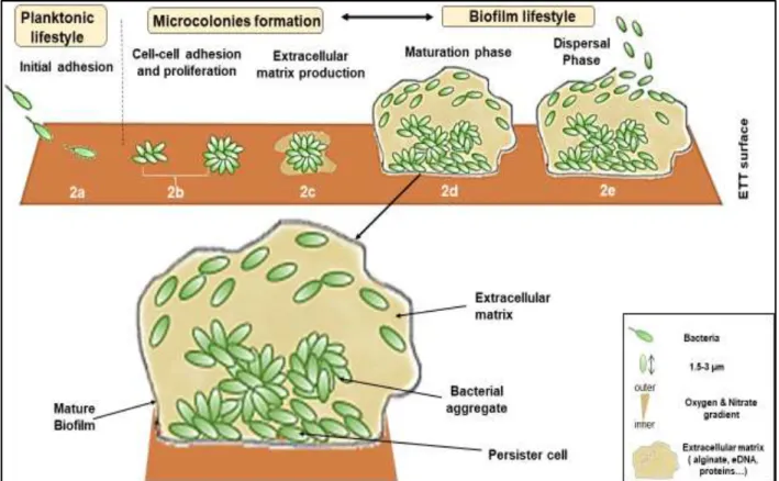 Figure  2.  Schematic  representation  of  different  steps  of  formation  of  the  biofilm  adherent  to  abiotic surface