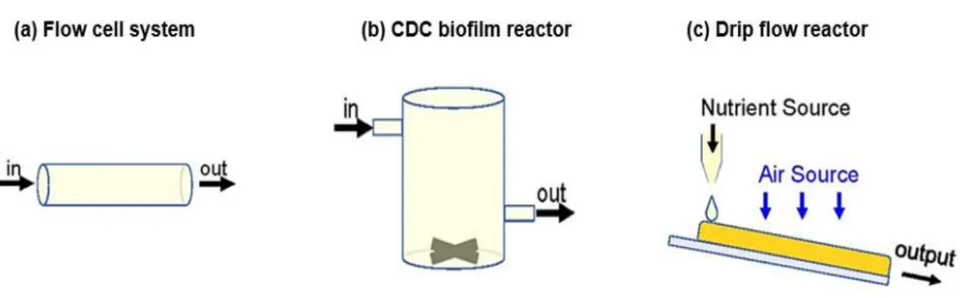 Figure 6. Scheme represent the principe of the medium flow through dynamic biofilm models
