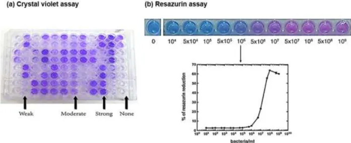 Figure 11. Schematic representation of indirect measurements methods (a) Image showed biofilm  formed  on  microtiter  plate  method  that  was  evaluated  using  crystal  violet  stain