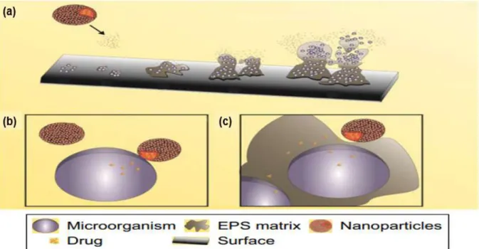 Figure 14.  Schematic representation of interaction of nanoparticles in DDS with different biofilm  stages