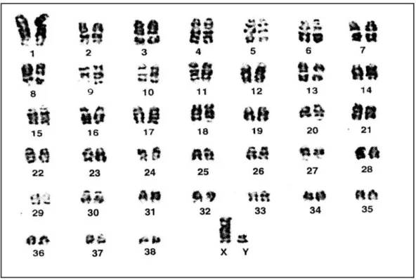 Figure 7 : Caryotype canin. Le génome diploïde du chien se compose de 78 chromosomes  dont  38  paires  d   autosomes  et  une  paire  de  chromosomes  sexuels  X  et  Y