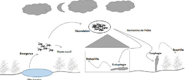 Figure 2. Cycle gonotrophique et principales étapes du cycle de vie du  moustique (d’après Carnevale et al