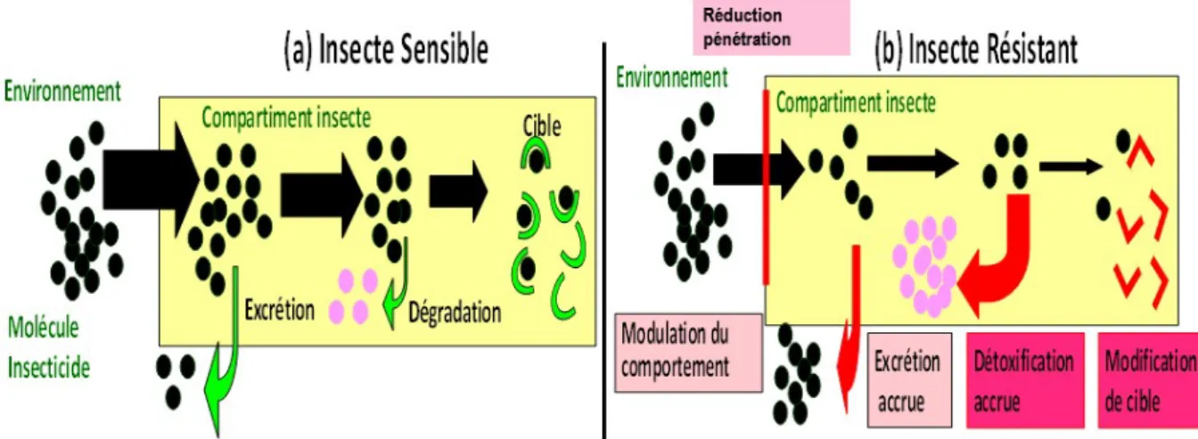 Figure 6. Mode d’action d’un insecticide sur un insecte sensible et résistant