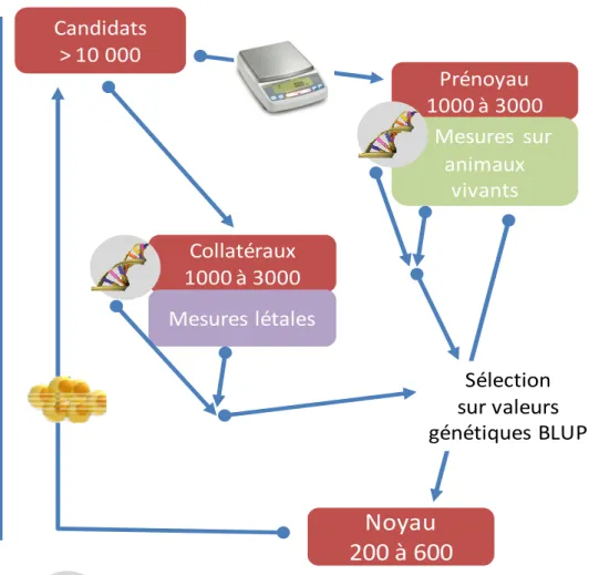 Figure 1- Evolution des schémas de sélection en France