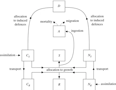 Figure 1. Schematic representation of the plant – aphid model where the plant is constituted by shoot (S) and root (R) structural dry mass and carbon (C i ) and nitrogen (N i ) substrates in shoots (i = S) and roots (i = R)