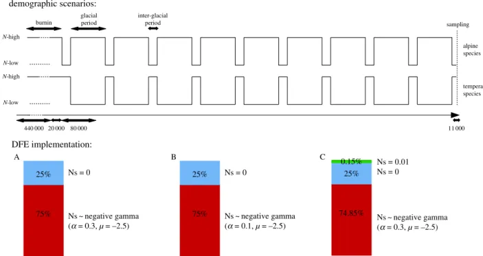 Figure 1. Demographic scenario and distribution of fitness effect (DFE) parameters used in the simulations
