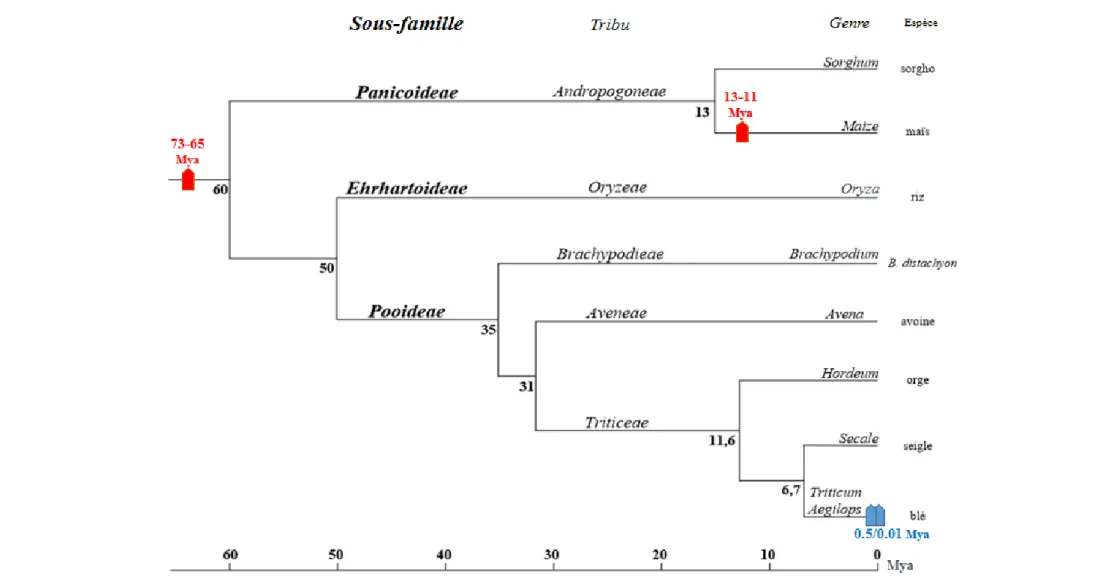 Figure 1. Divergence des espèces de la famille des Poacées en Million d’années (d’après Chalupska et al
