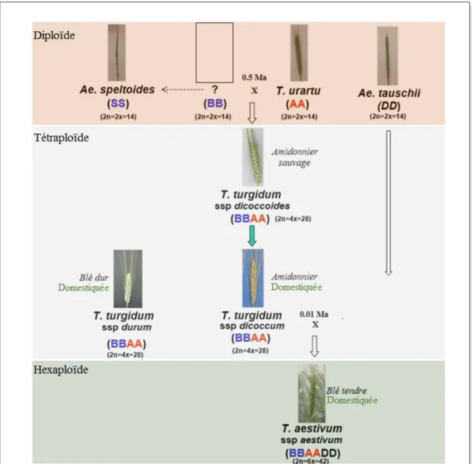 Figure 2. Polyploïdisation et domestication des blés sauvages engendrant la formation des blés  cultivés tétraploïdes et hexaploïdes