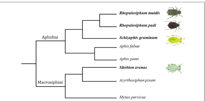 Figure  4.  Représentation  de  la  phylogénie  des  pucerons  appartenant  aux  deux  tribus  des  Aphididae  (adapté à partir de Foottit et al