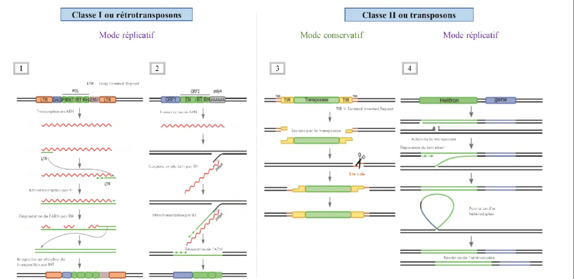 Figure 8. Structure et cycle de transposition (d’aprés Wicker et al. 2007; Modolo 2014)