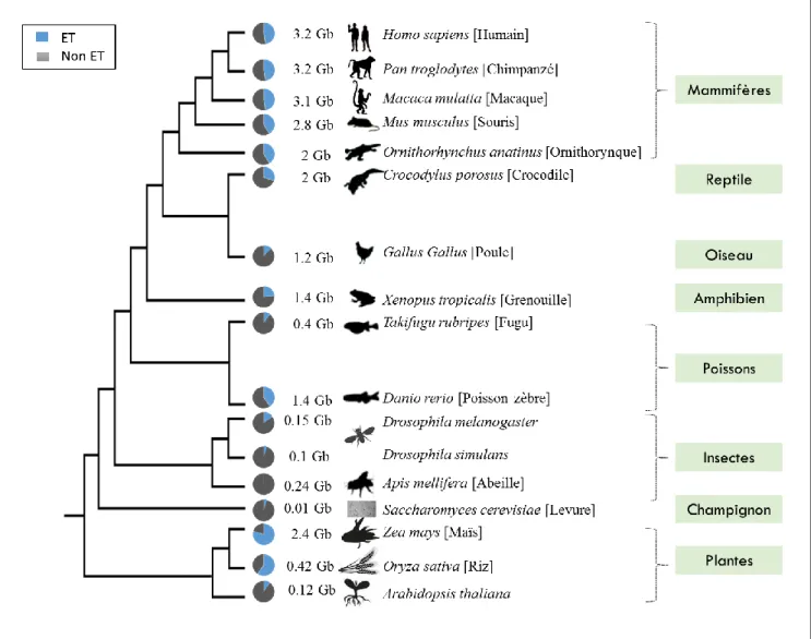 Figure 9. Représentation de la variation de la quantité des ETs dans les génomes Eucaryotes