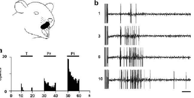 Fig. 1. Example of Sp5O WDR neuron windup. (a) Responses of a neuron to mechanical stimuli (T: touch, Pr: 