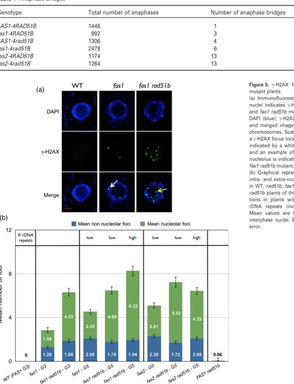 Table 1 Anaphase bridges