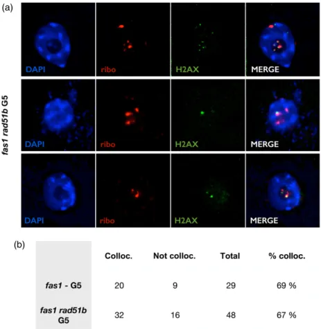 Figure 6. c -H2AX foci colocalise with 45S rDNA FISH in the fas1 rad51b mutant.