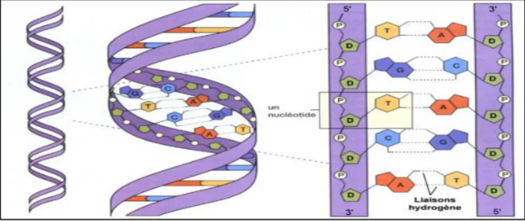 Figure 4: Structure de la molécule d'ADN 3