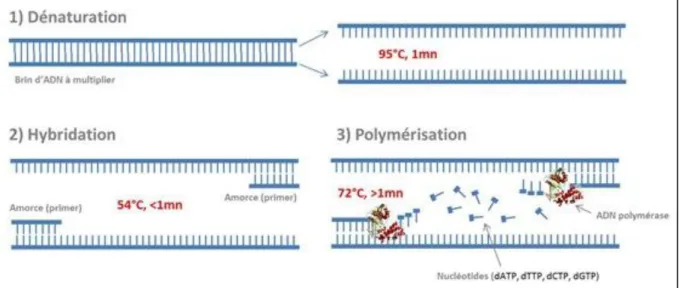 Figure 6: Représentation schématique des différentes étapes d'un cycle de PCR 