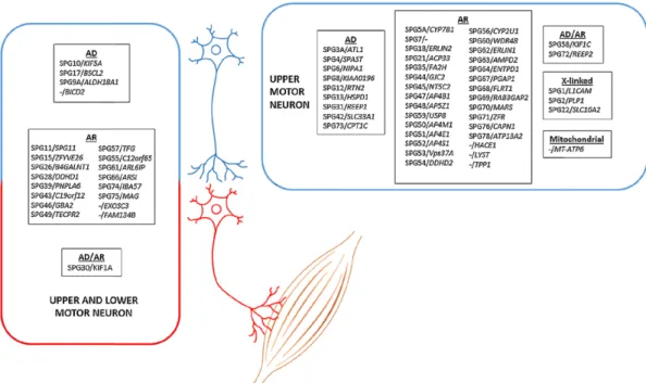 Figure 3. Spastic Paraplegia Genes (SPGs) grouped according to affected motor neurons and mode  of inheritance (from Parodi et al, 2017)