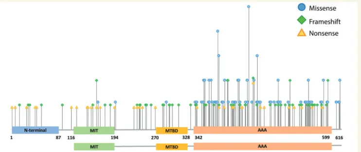 Figure 3 Distribution of deletions and splice-site mutations. SPAST exons are represented in black