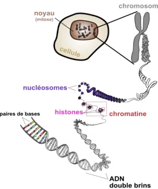 Figure  5  :  Compaction  de  l'ADN  jusqu’au  chromosome  conservé dans le noyau d'une cellule eucaryote 