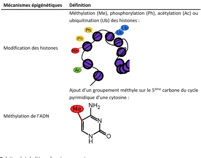 Tableau  III  :  Présentation  des  différents  mécanismes  épigénétiques  ayant  un  impact  sur  la  compaction  de  la  chromatine