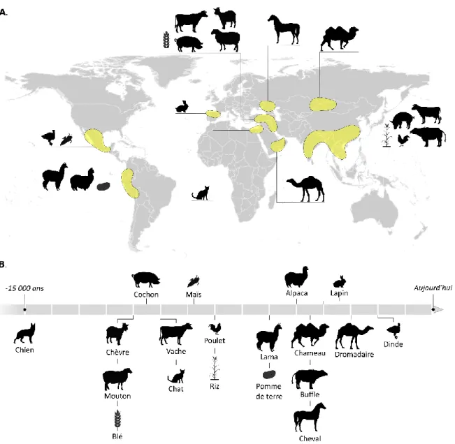 Figure 6 : Domestication de différentes espèces : A. Centres et B. dates de domestications d’après Brush et al., 1995; 