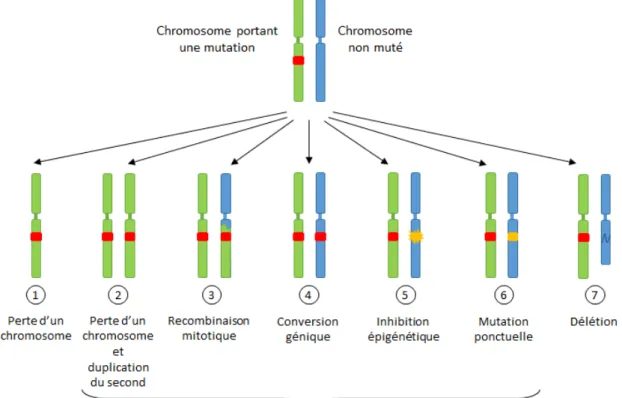 Figure 10 : schéma de sept mécanismes pouvant conduire à une perte d’hétérozygotie pour un gène  donné. Les deux chromosomes représentés correspondent aux deux chromosomes d’une même paire. Si la 