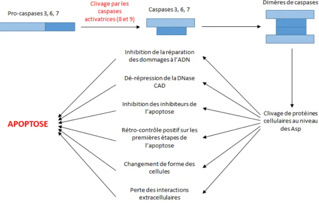 Figure 12 : schéma du mécanisme de déclenchement de l’apoptose par les caspases activatrices.