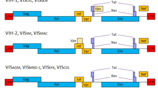 Figure 22 : représentation schématique des génomes des VIH et des virus simiens apparentés. 