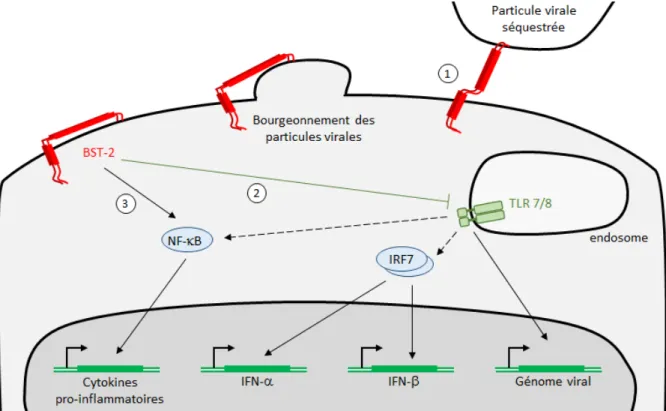 Figure 27 : schéma des mécanismes par lesquels BST‐2 inhibe l’infection par le VIH. 1 : séquestration des  particules virales au moment de leur bourgeonnement. 2 : inhibition de l’activité des TLR7/8 (effet indépendant 