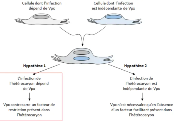 Figure 28 : principe des expériences de mesure d’infectivité d’hétérocaryons. 