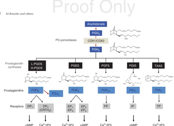 Figure 1 Pathway of prostanoid biosynthesis and signaling. Arachidonic acid is metabolized by the action of cyclooxygenase (COX) first to prostaglandin endoperoxide (PGG 2 ) and then to PGH 2 , which is subsequently converted to various prostaglandins (PGD