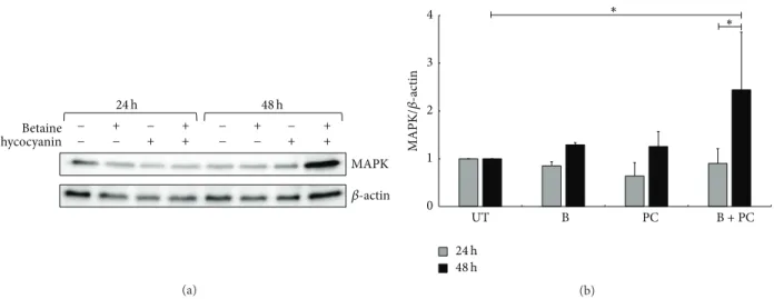 Figure 3: Activation of p38 MAPK pathway on A549 after betaine and/or phycocyanin treatment