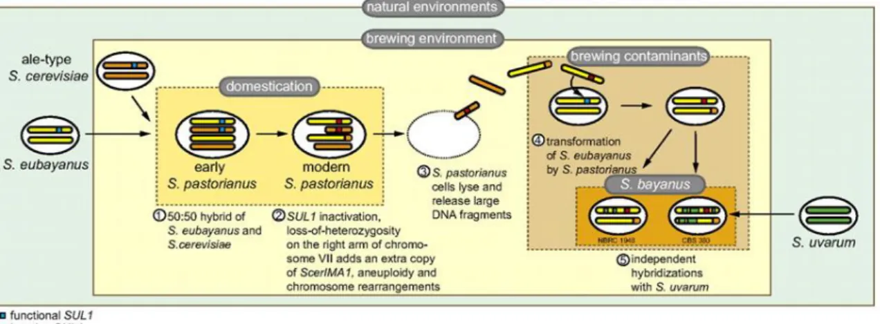 Figure  1.3.  A  model  of  the  formation  of  S.  pastorianus  and  the  hybrid  strains  of  S