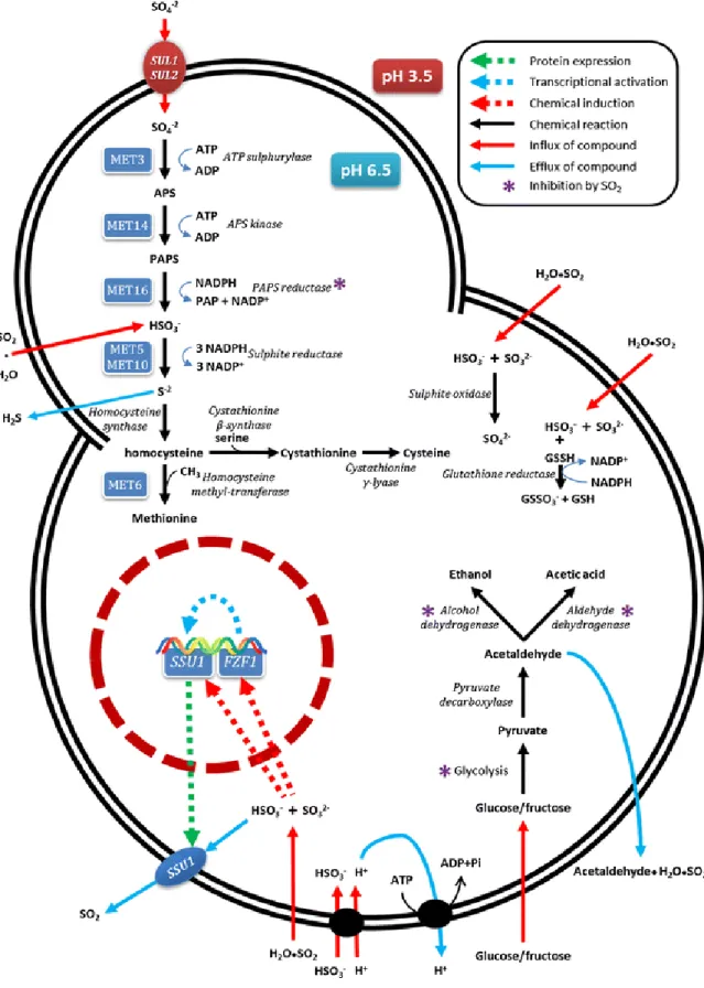 Figure 1.7. A summary of the sulphate assimilation pathway and the cellular and molecular  responses  of  S