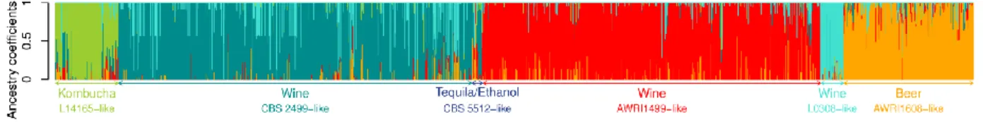 Figure 2.3. Ancestral populations of 1488  B. bruxellensis strains.  STRUCTURE plots for K=5 (the  number of ancestral population with lowest entropy, see Supplementary Fig