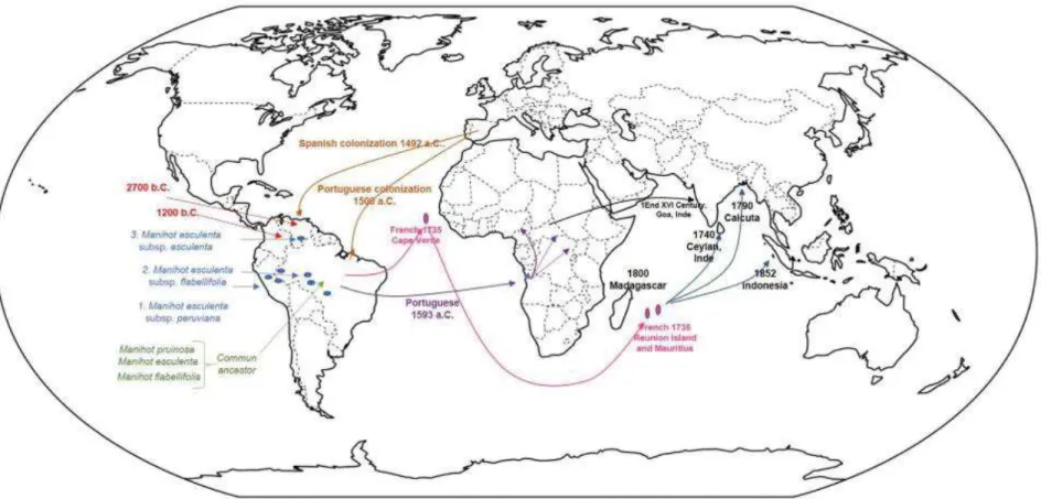 Figure 15 : Historique de l'origine du manioc et de sa distribution dans le monde.  