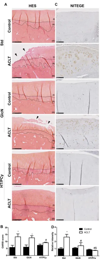 Figure 5.  HT/PCy supplementation reduces the severity of mid-stage OA in ACLT rabbits